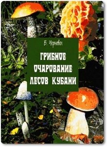 Грибное очарование лесов Кубани - Черновол В.