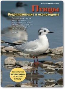 Птицы - водоплавающие и околоводные - Митителло К.